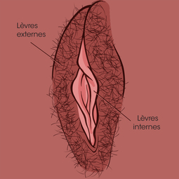 1-sexe-fem-2-ferme-2