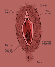 2-sexe-fem-2-ouvert-2