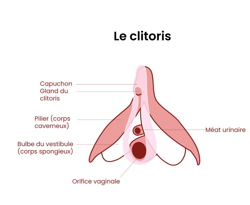 4 bis Clitoris en